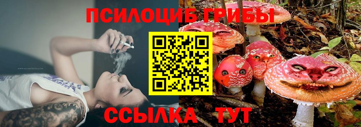 Майкоп  Псилоцибиновые грибы Psilocybine cubensis  Вход с VPN 